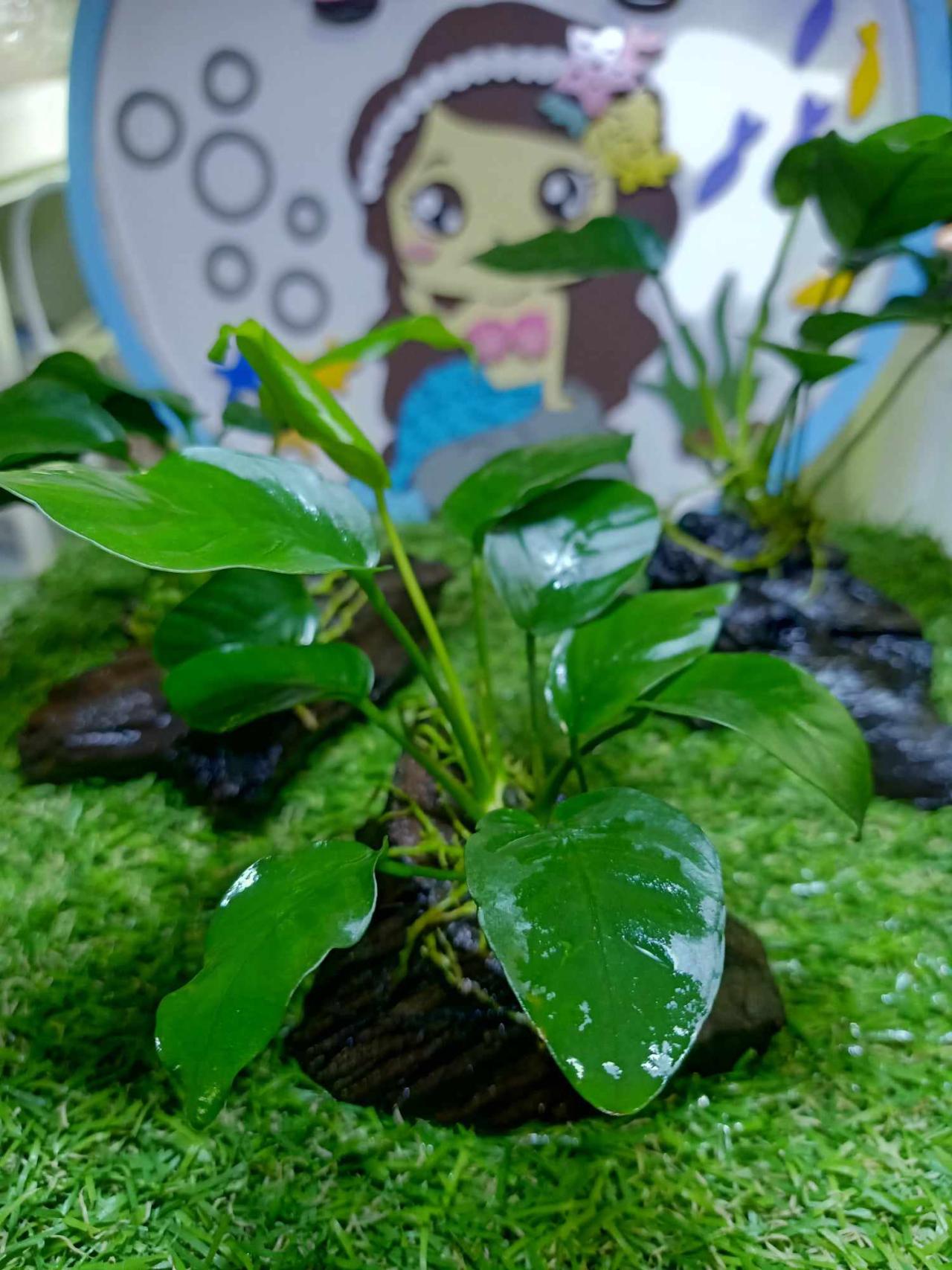 อนูเบียสพันขอนไม้