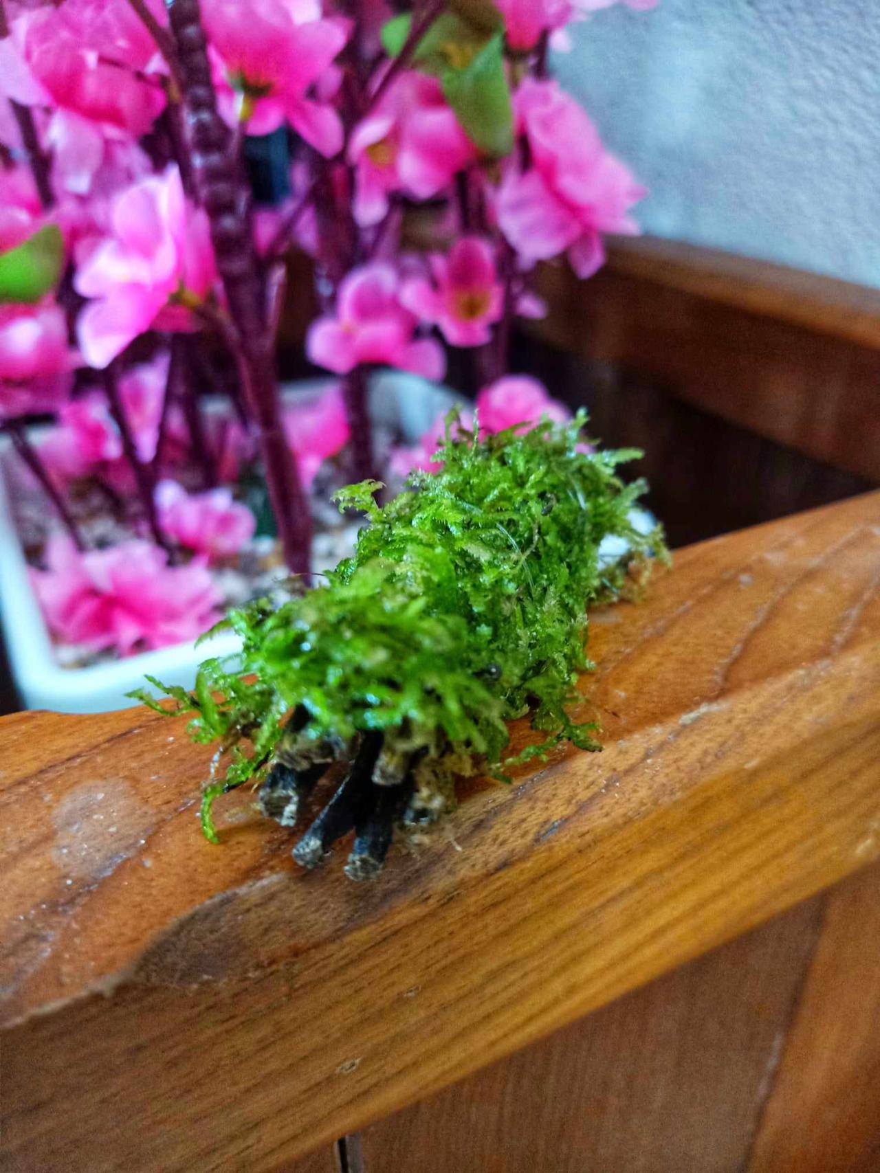 มอสบ้านกุ้ง