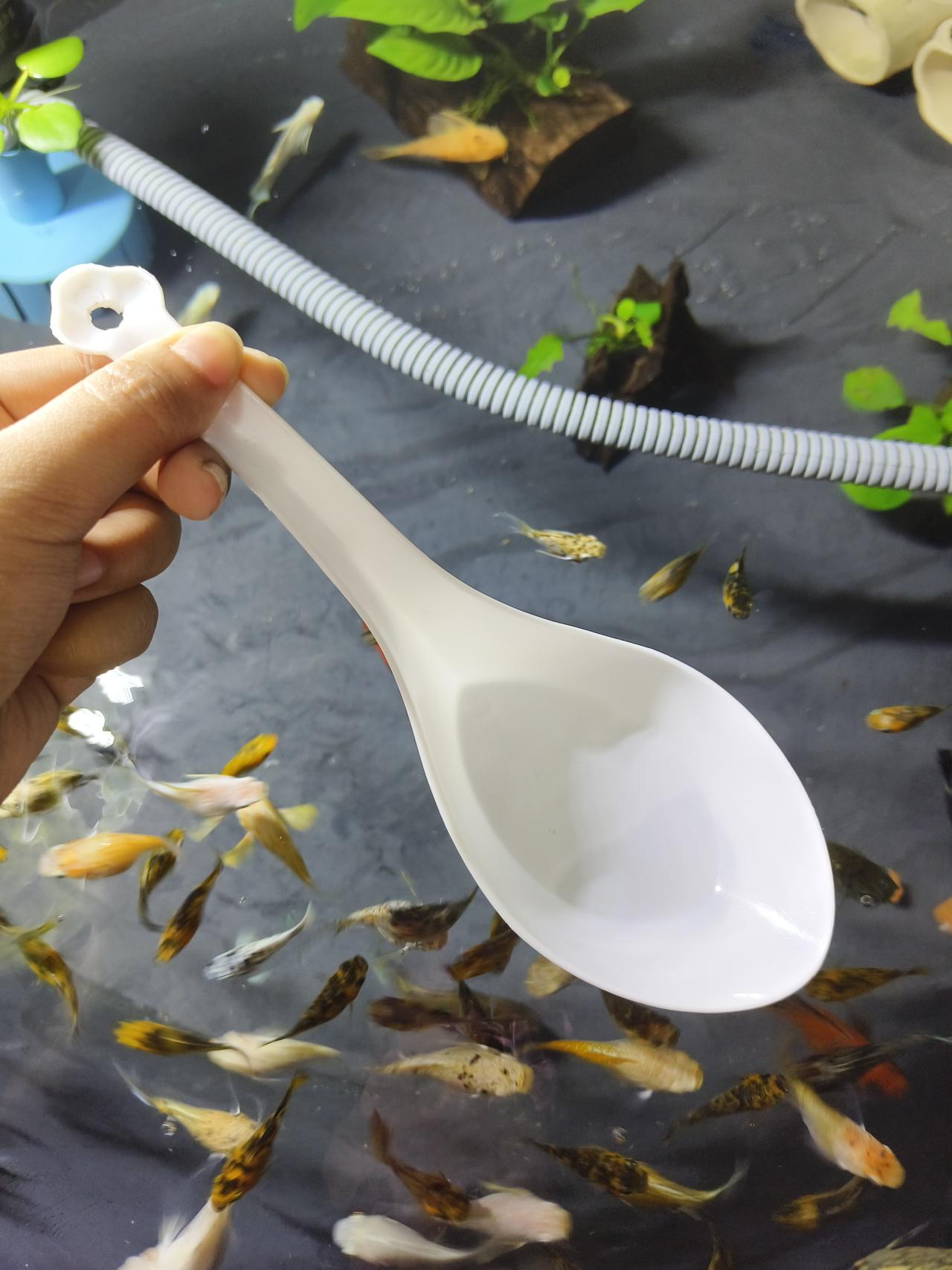 ช้อนตักปลา