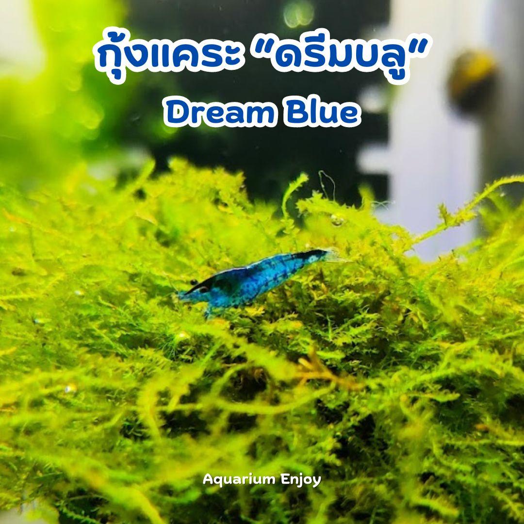 ดรีมบลู