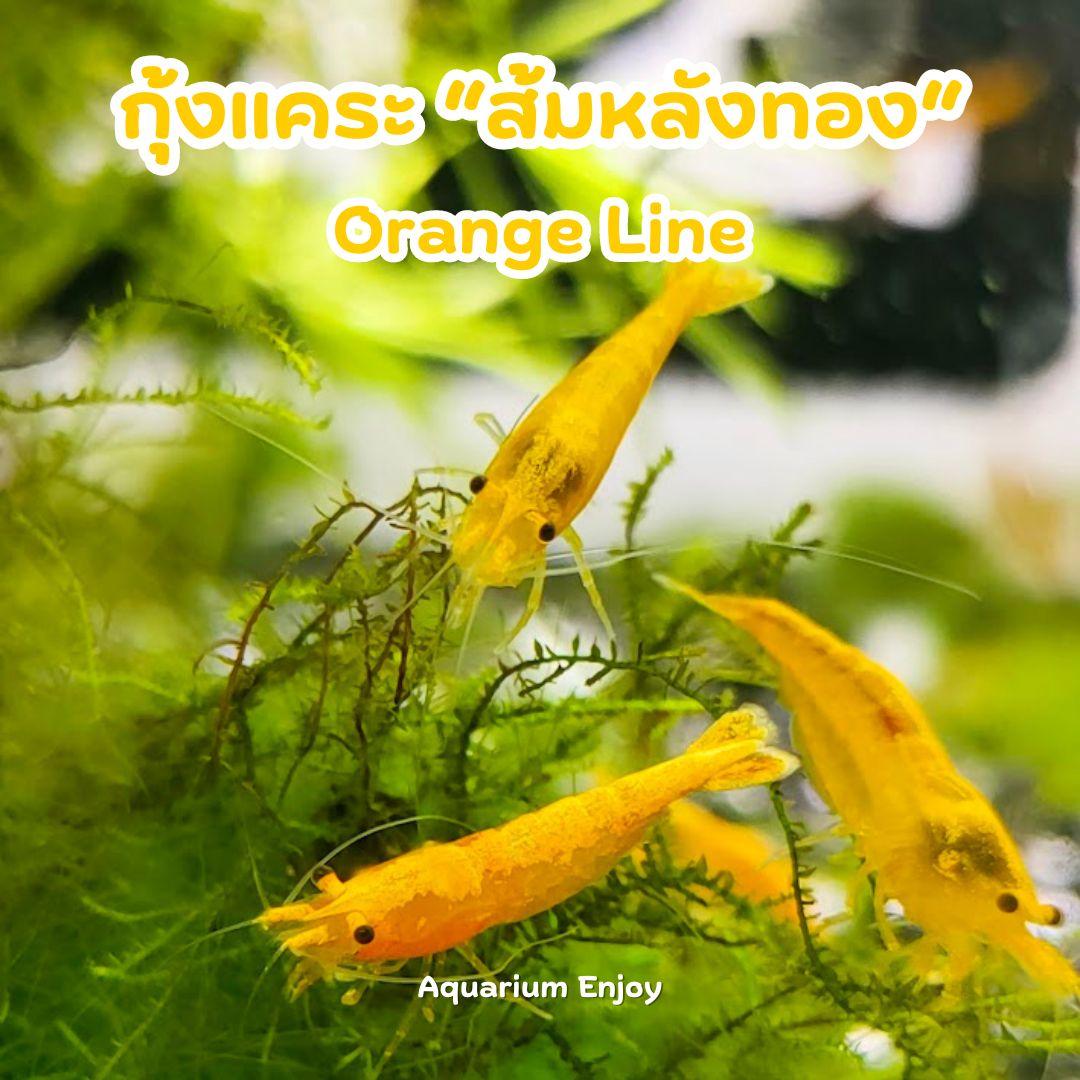 ส้มหลังทอง