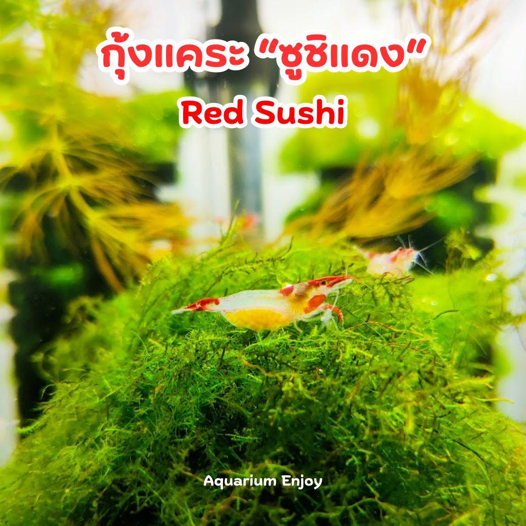 ซูชิแดง