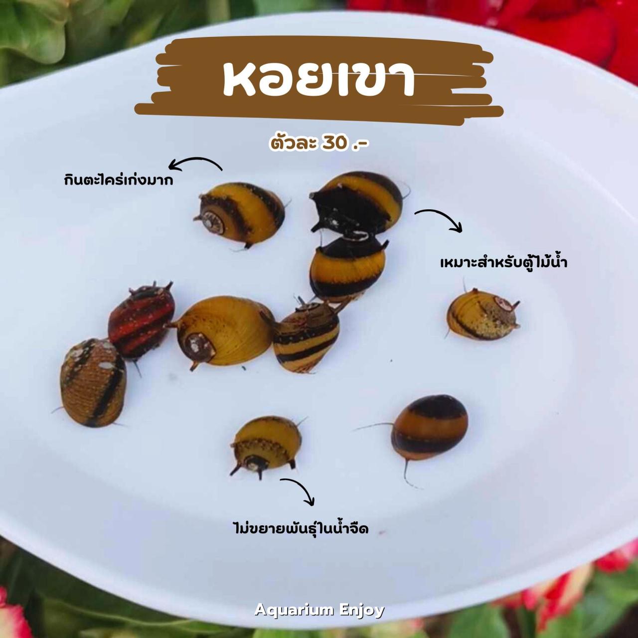 ไซส์ปกติ