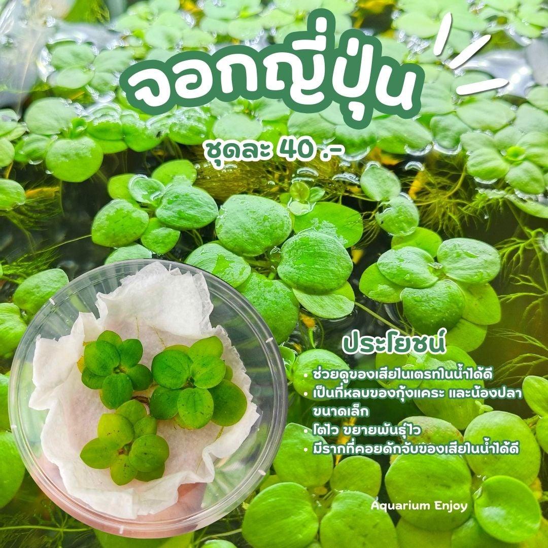 พรรณไม้น้ำ