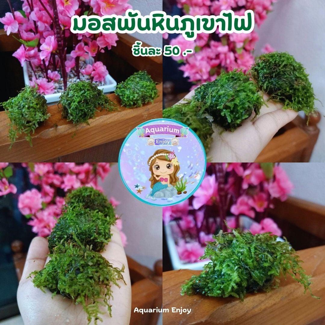 มอสพันหินภูเขาไฟ