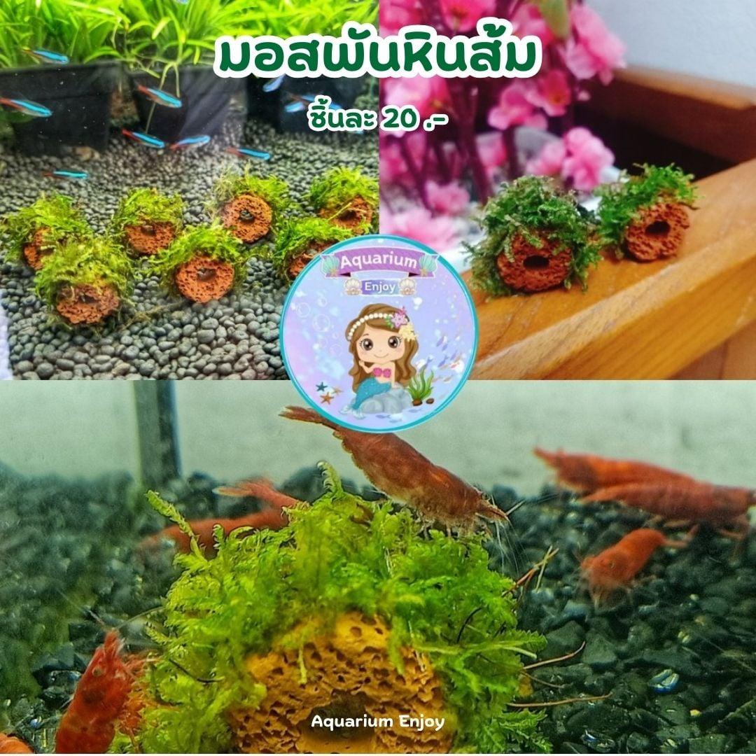 มอสพันหินส้ม