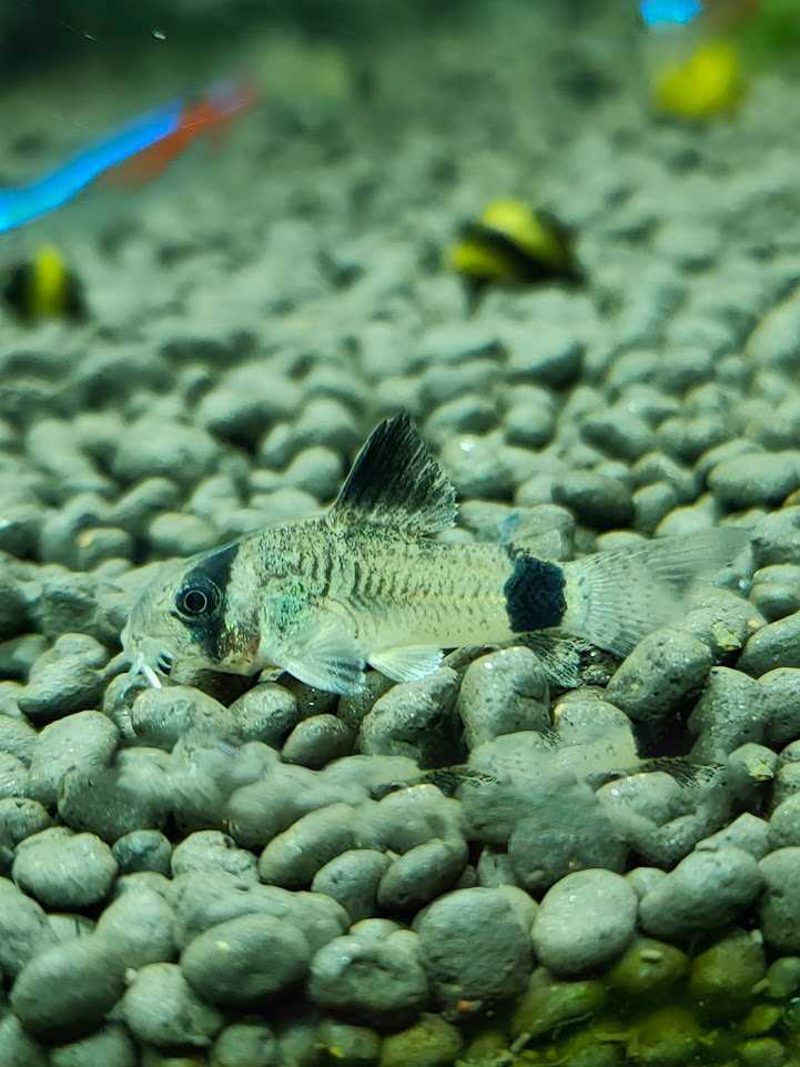 ปลาแพะแพนด้า ไซส์เล็ก