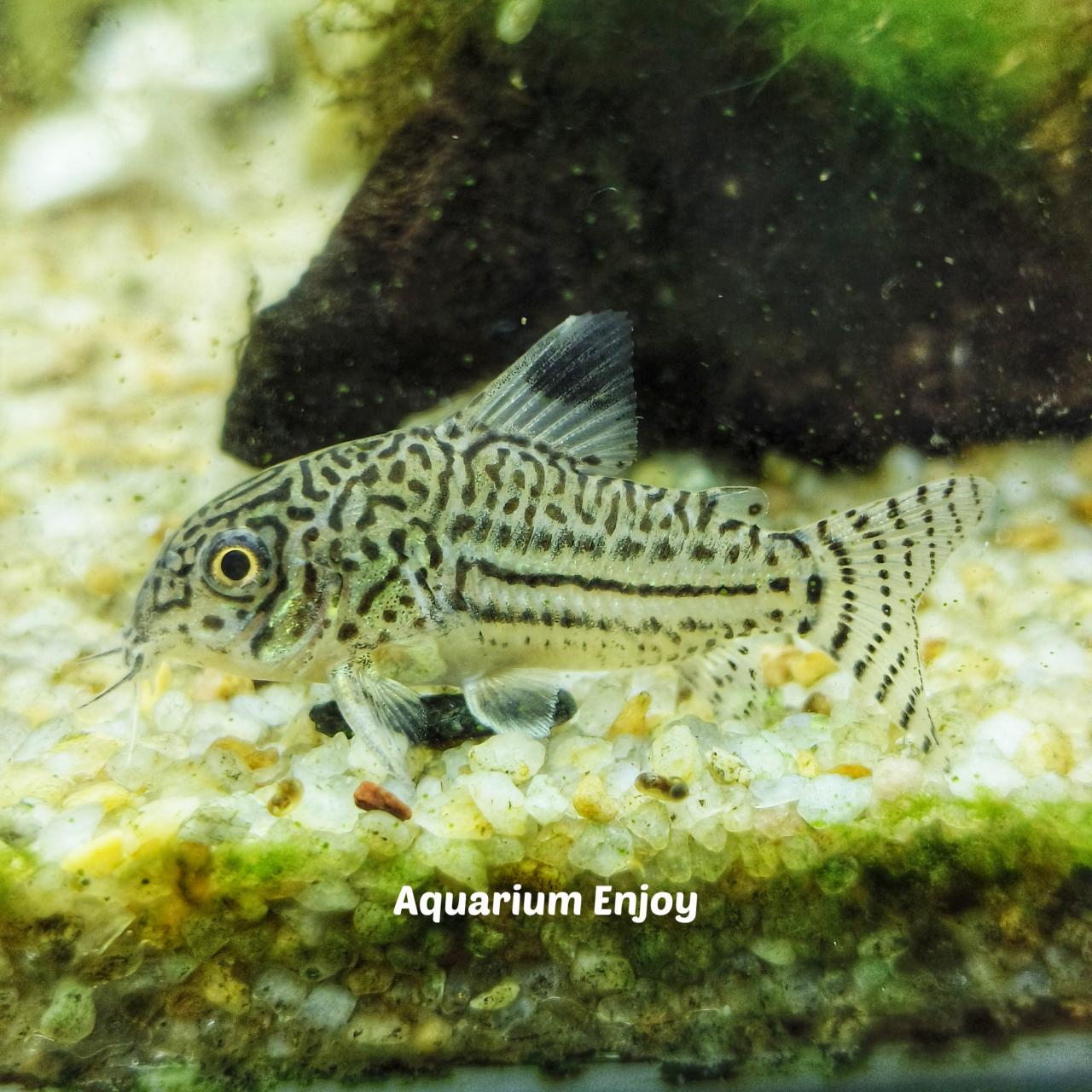 ปลาแพะจูลี่