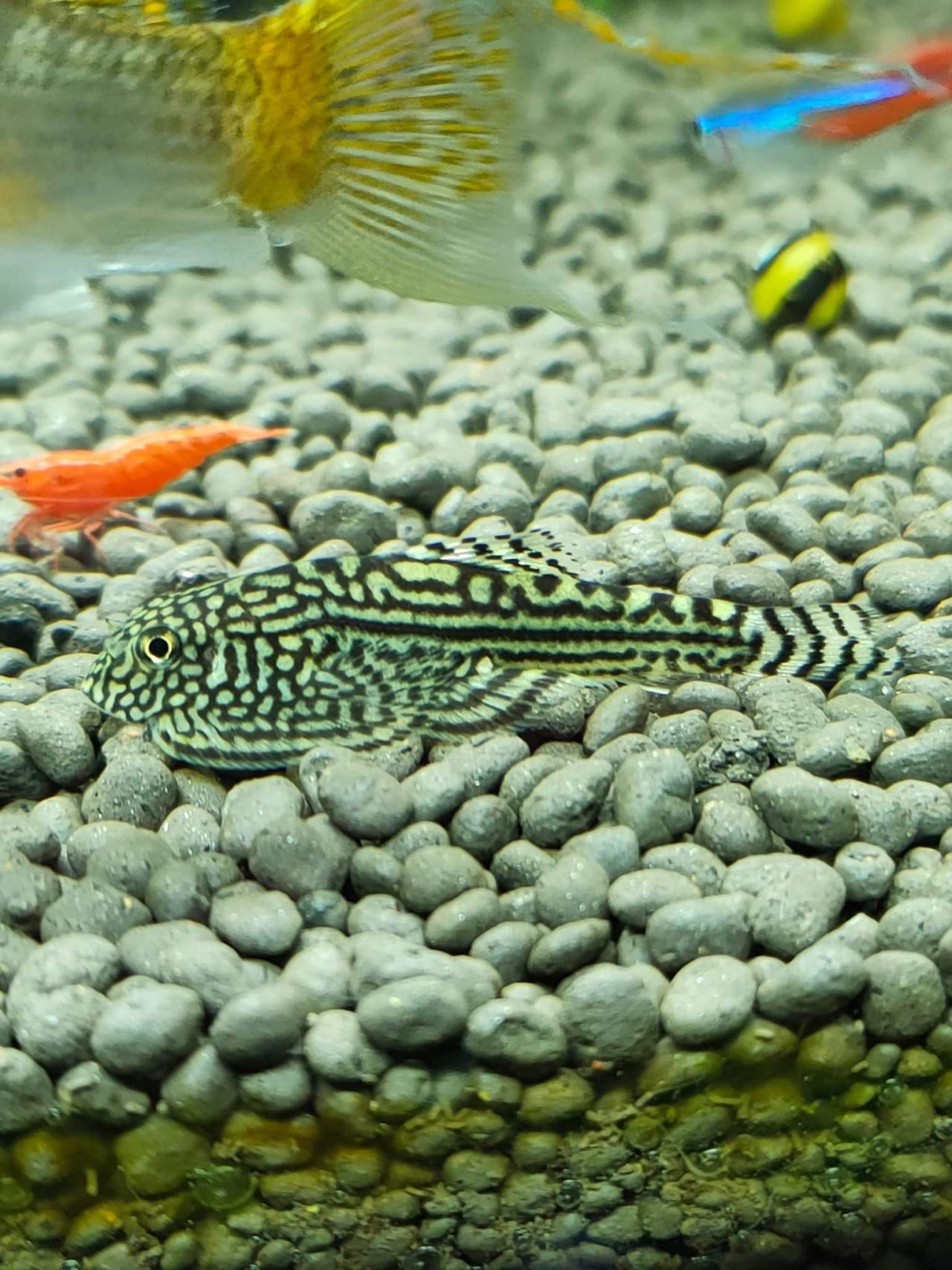 ผีเสื้อเวียดนาม XL