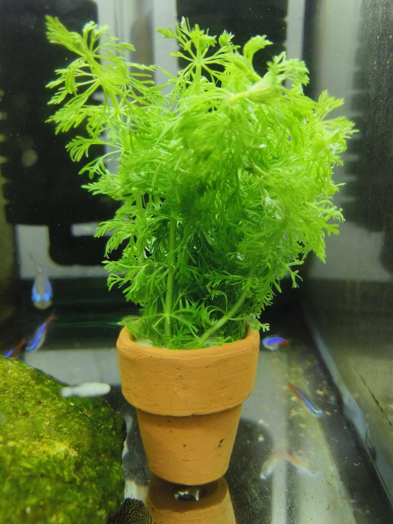 สาหร่ายผักชี