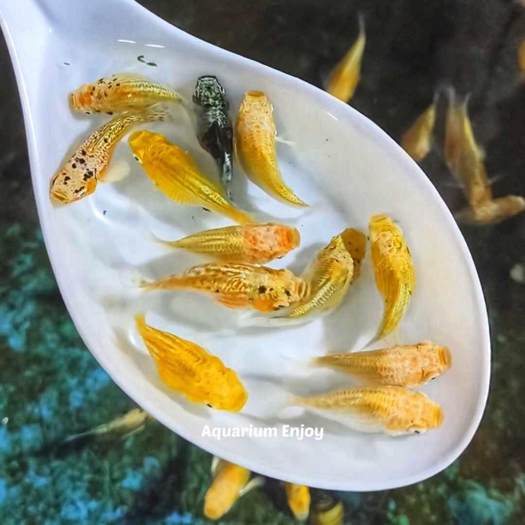 เซ็ต 4 ตัว