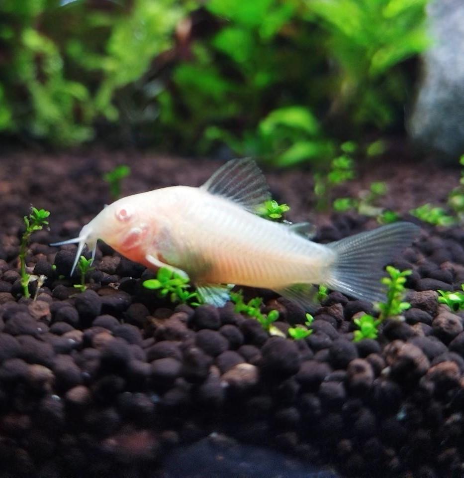 แพะเผือก