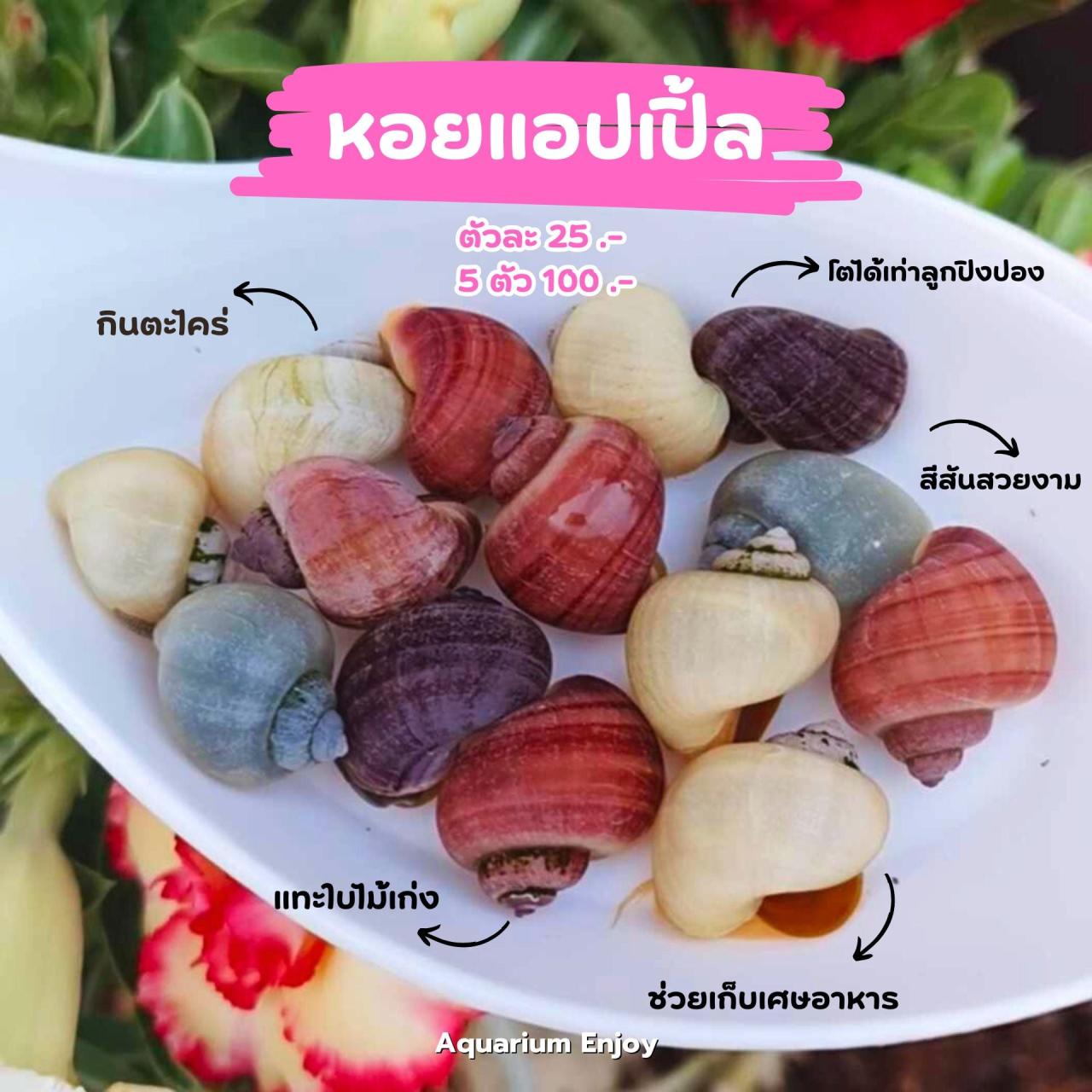 5ตัว100 (แถม1)