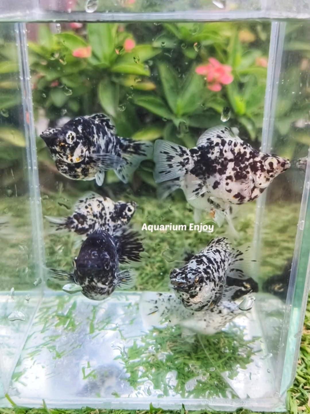 คาลิโกะ เซ็ตดูโอ้ 2 ตัว