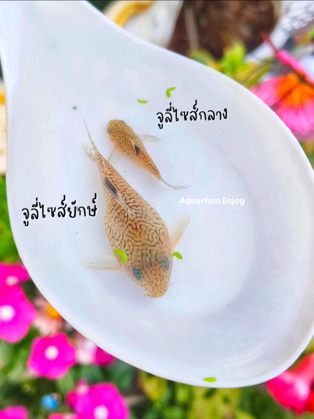 จูลี่ไซส์ยักษ์ ขนาด 2 นิ้ว