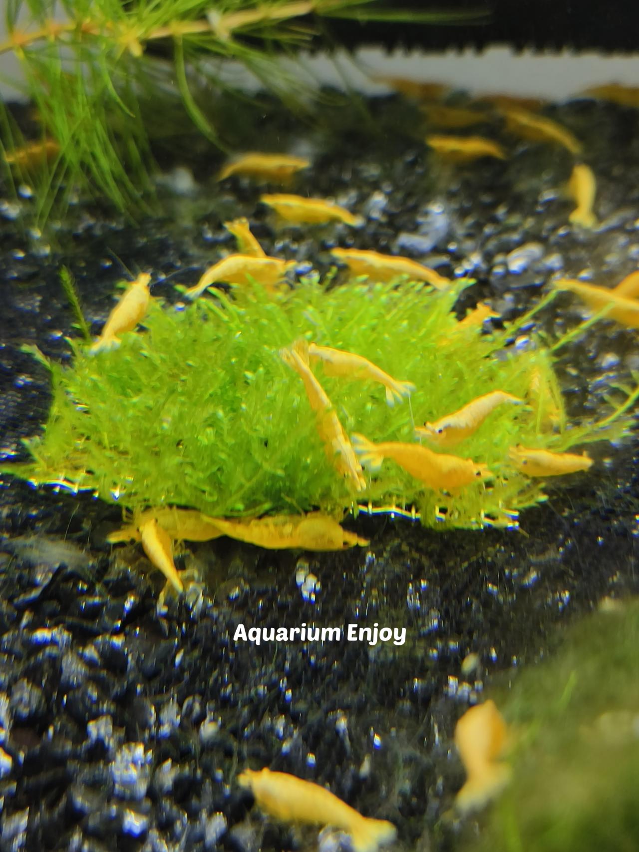 มอสสไปร์กี้