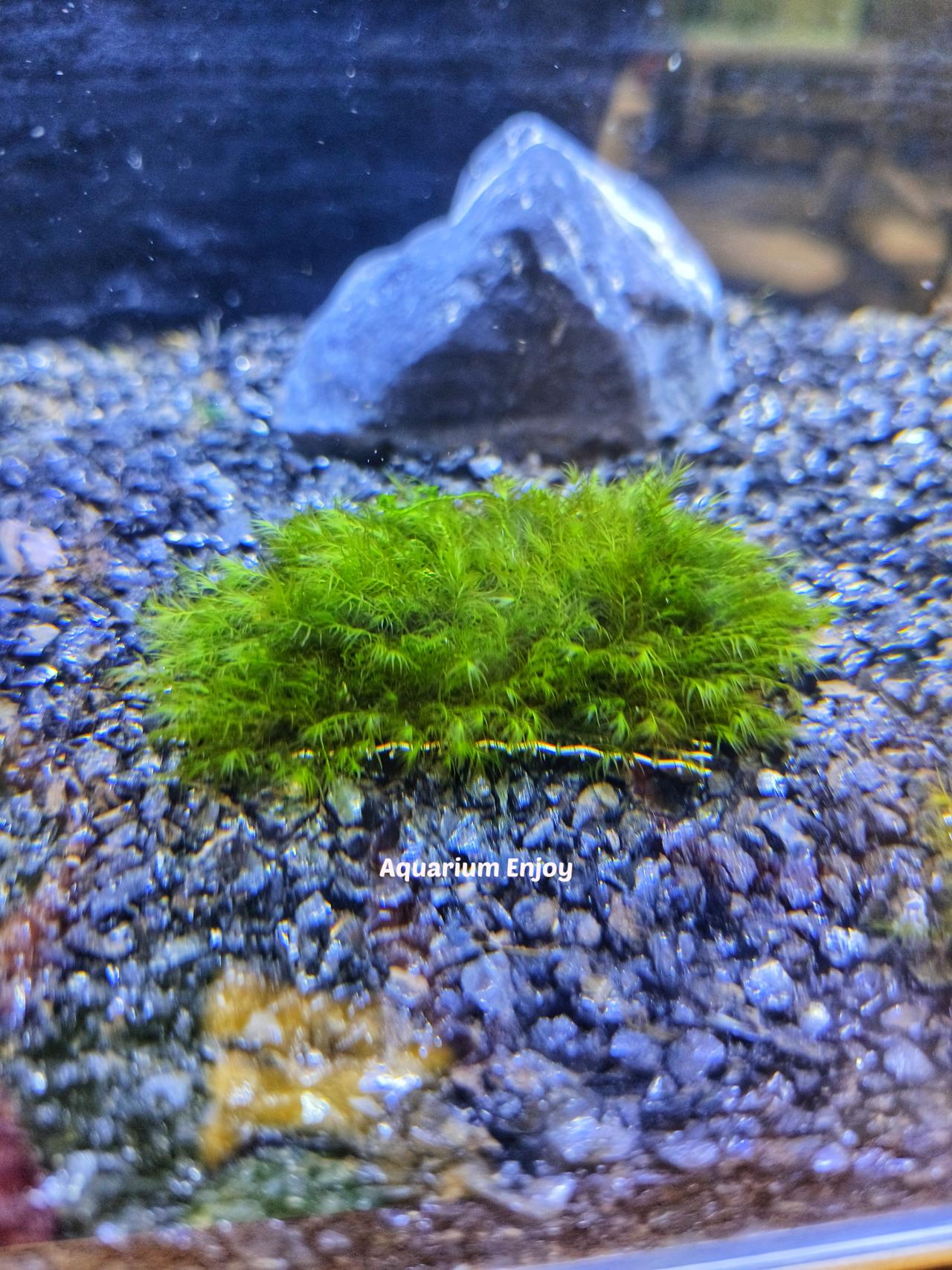 มอสขนนก