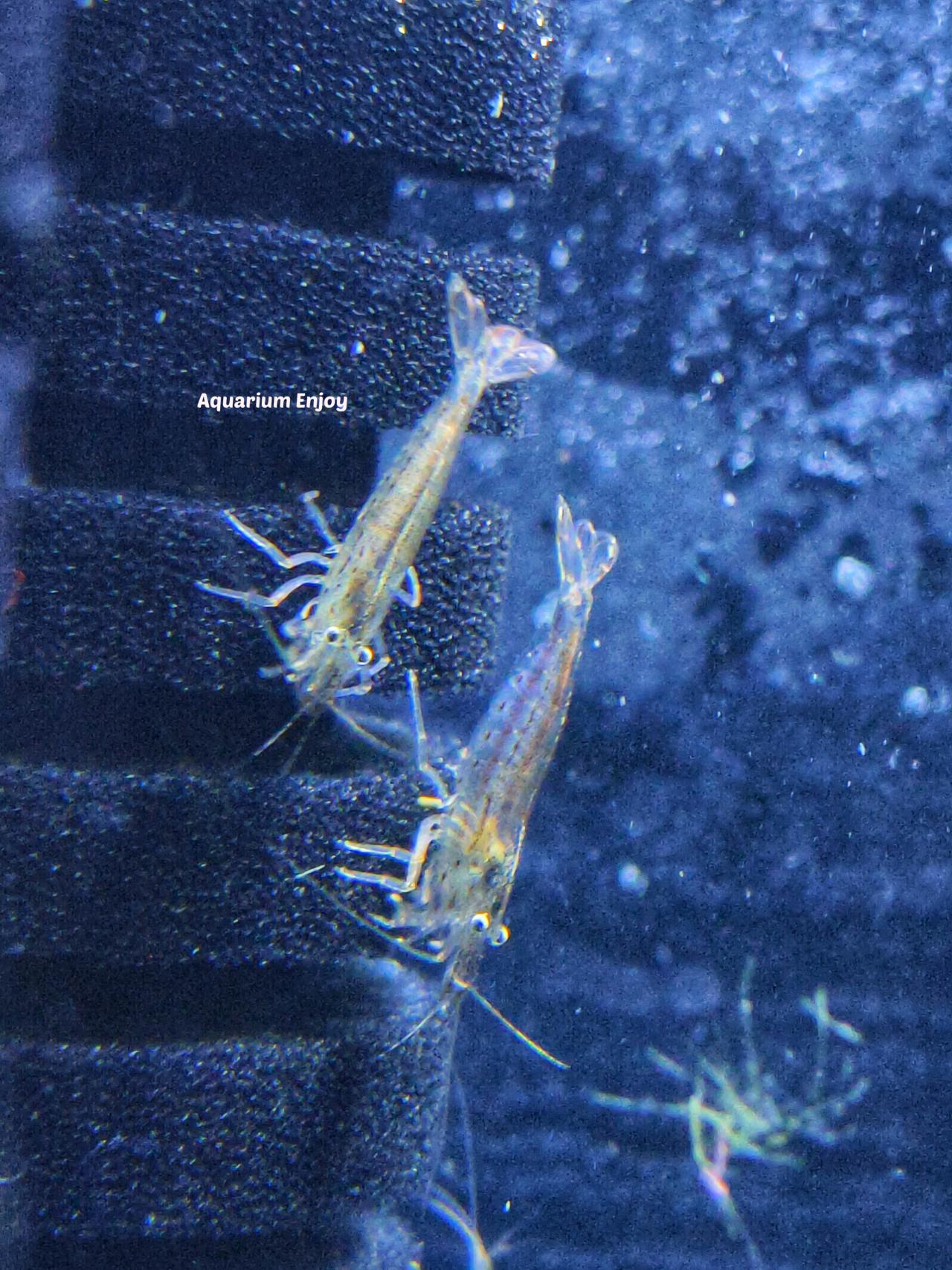 คู่หู 2ตัว 