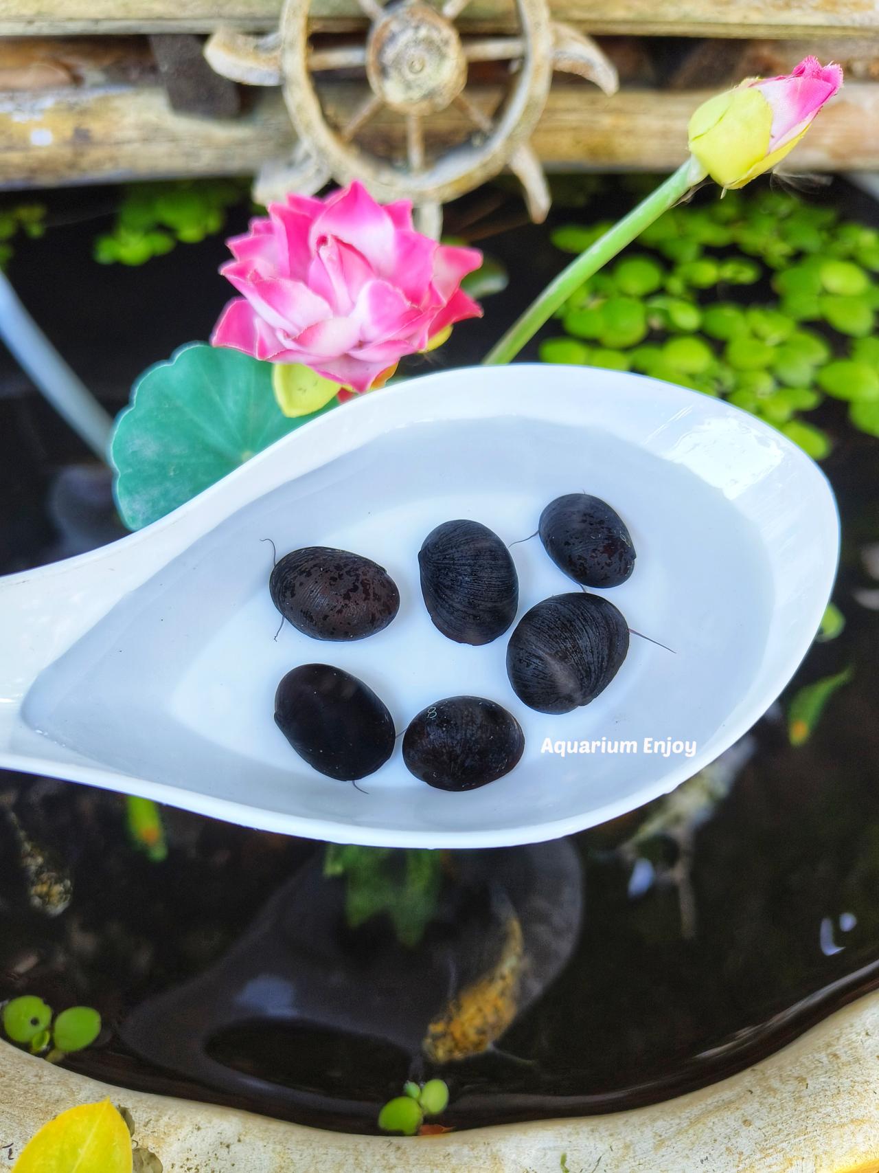 เซ็ต5ตัว