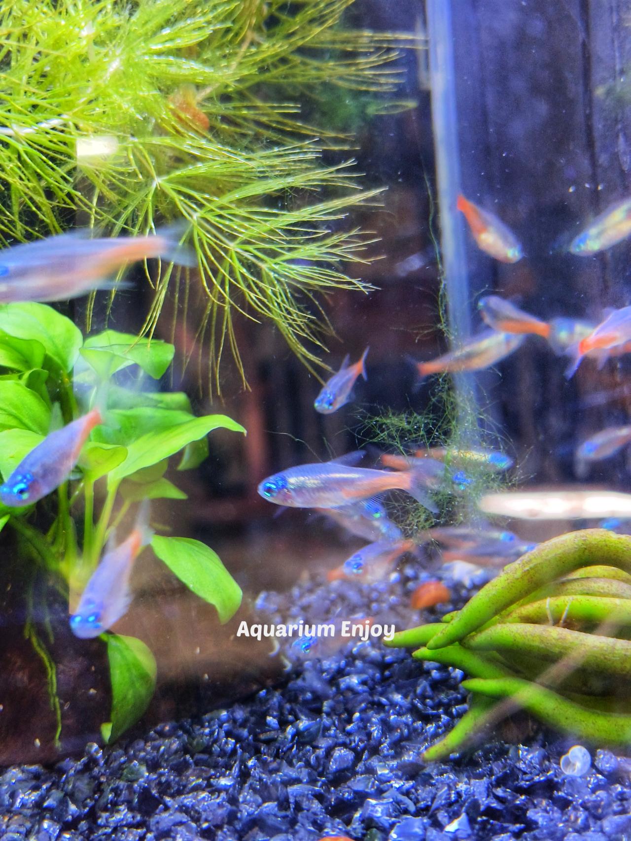 นีออนไดม่อน