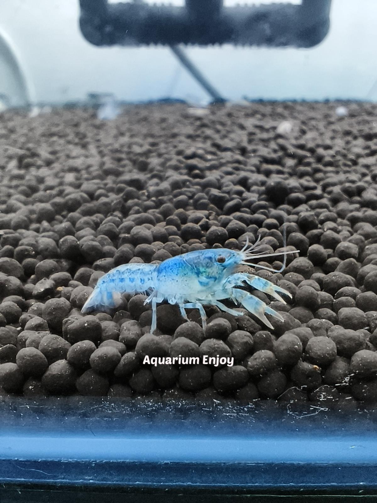 เครแคระไซส์เล็ก 1 คู่