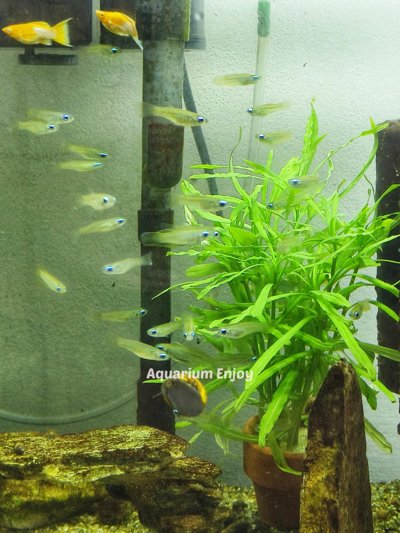 แลมป์อาย