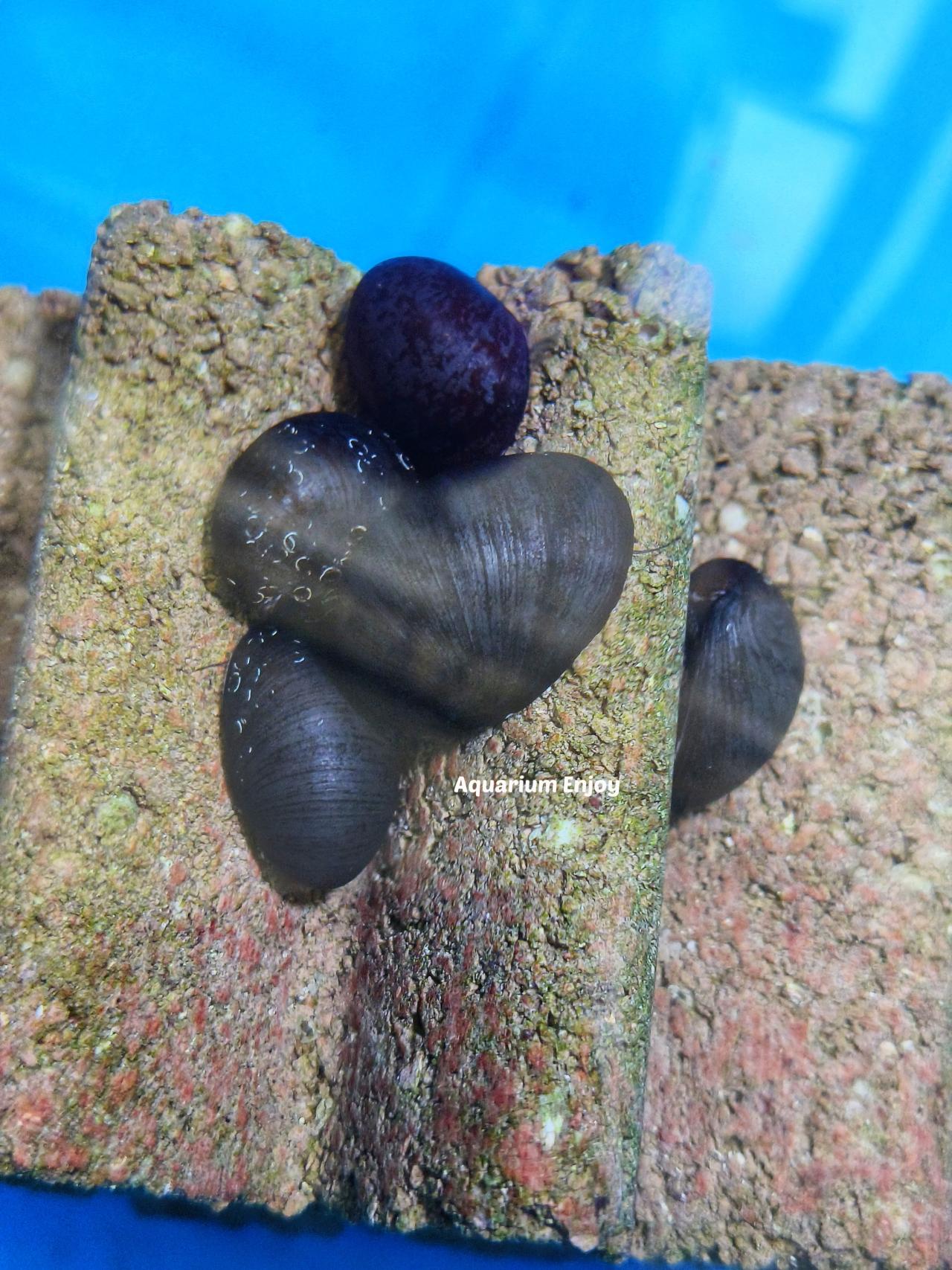 เซ็ต10แถม2