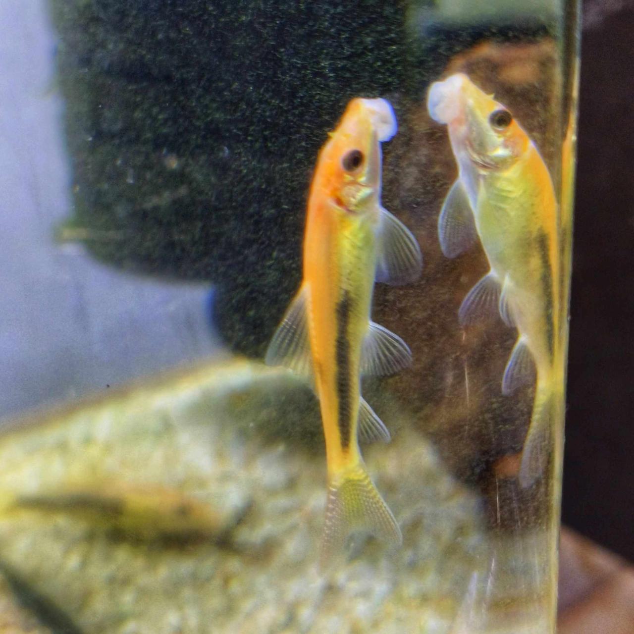 รูปสินค้า