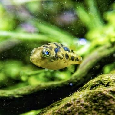 ปักเป้าแคระ