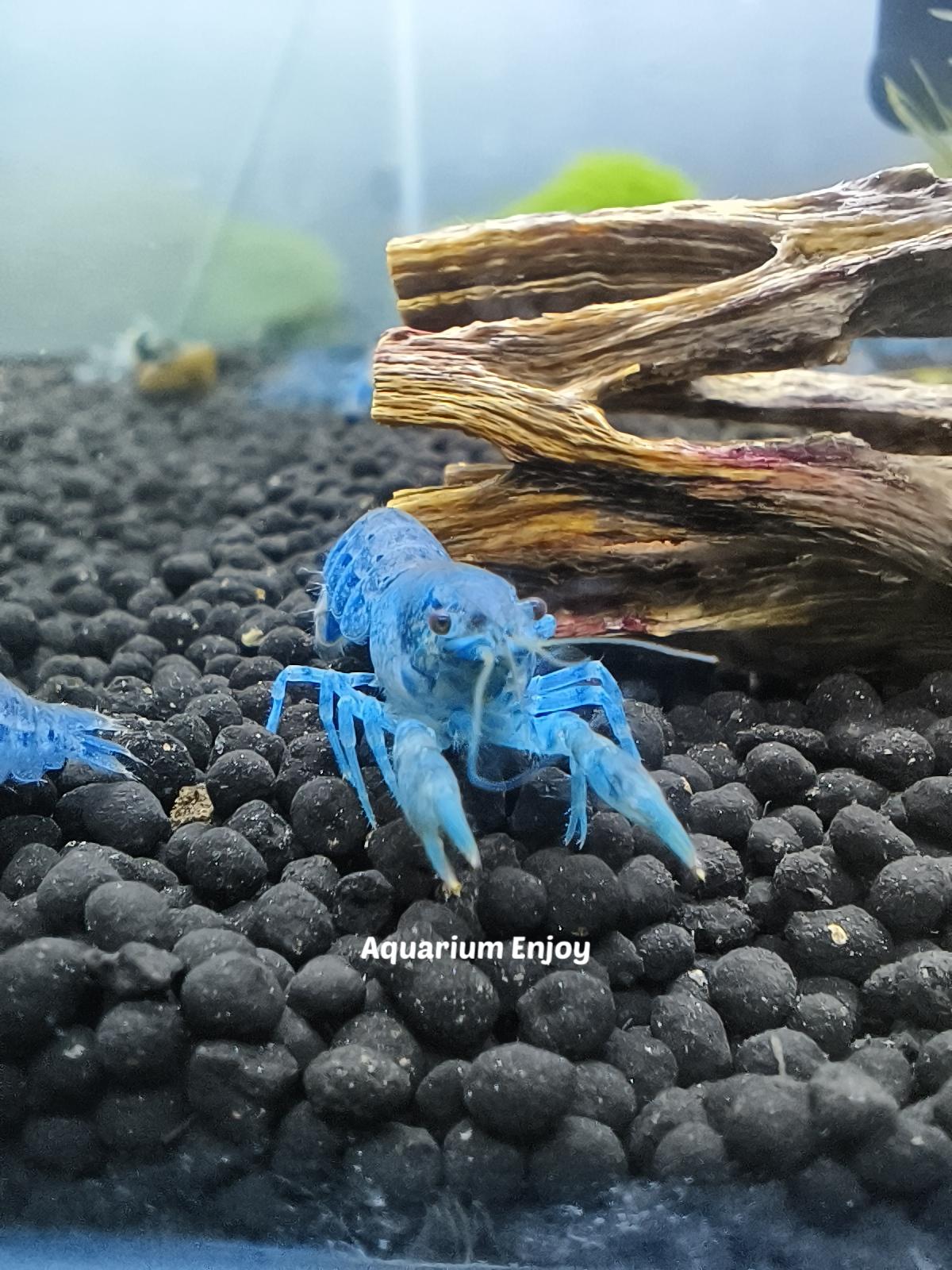 เครแคระไซส์เล็ก 2 คู่ (ผู้2 เมีย2)