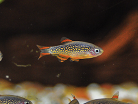 ซิวกาแลคซี่