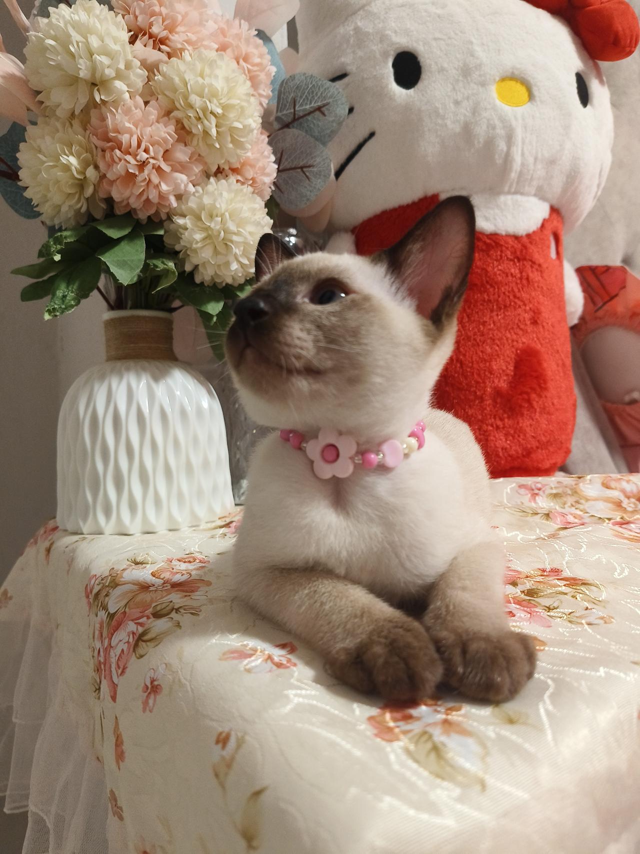 ข้าวสวย(ลูกข้าวเหนียวหมูปิ้ง)