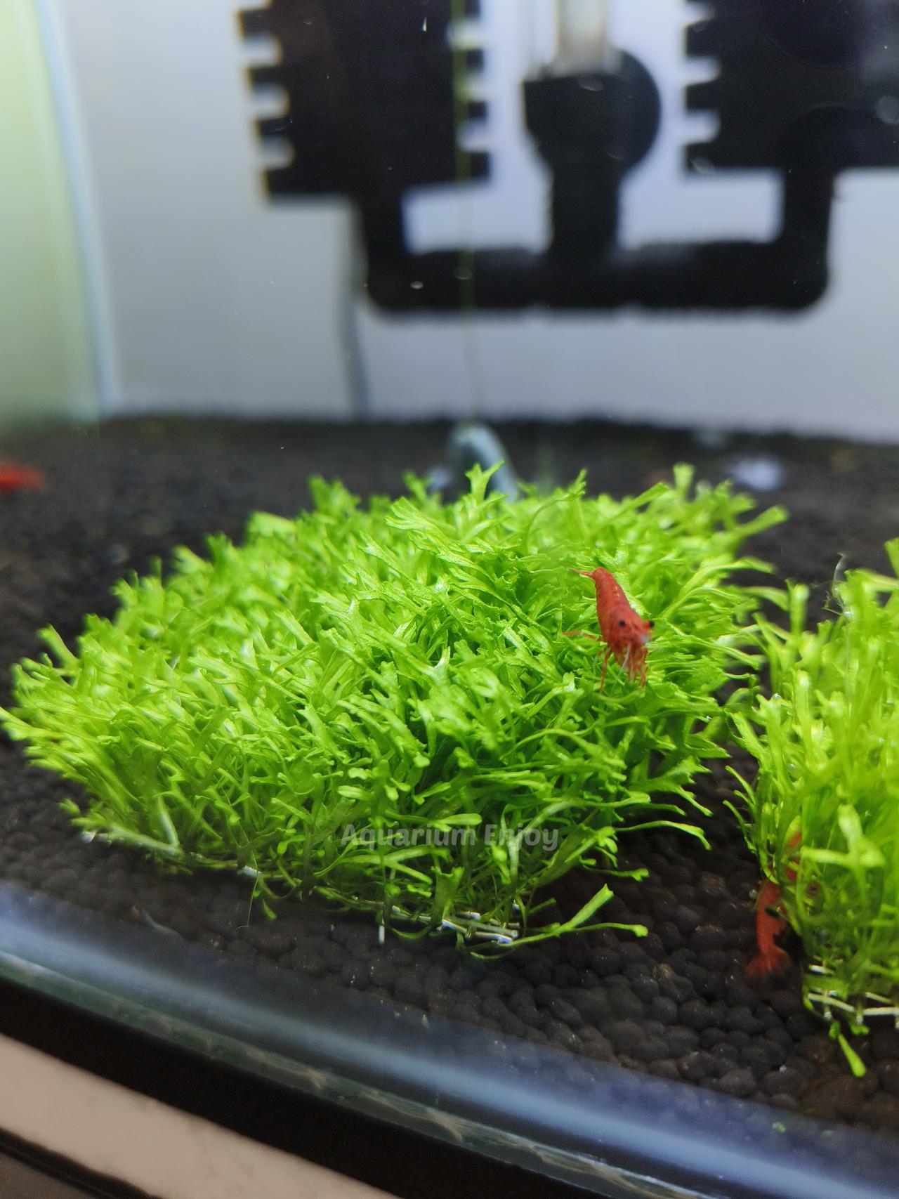 มอสริกเซีย