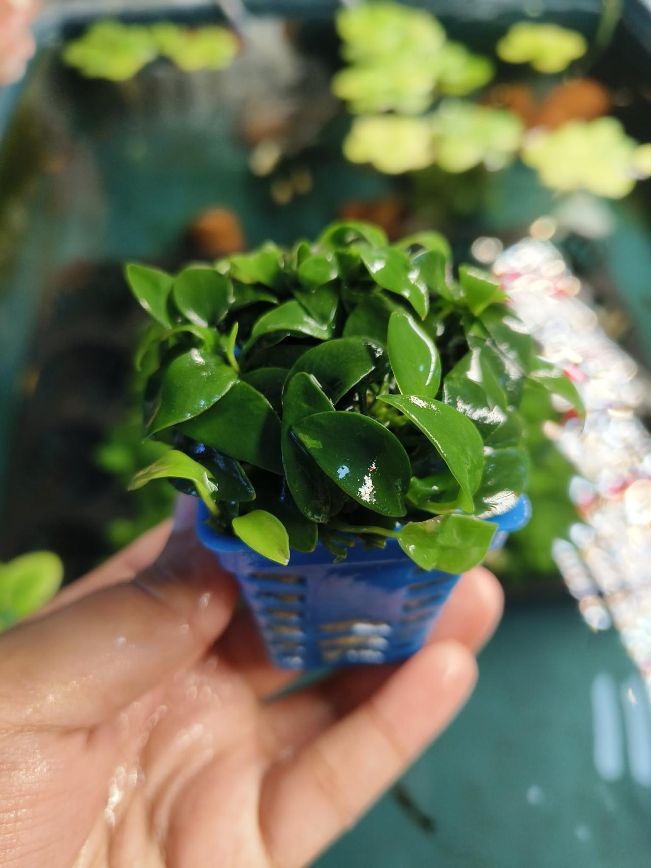 อนูเบียส พริตตี้