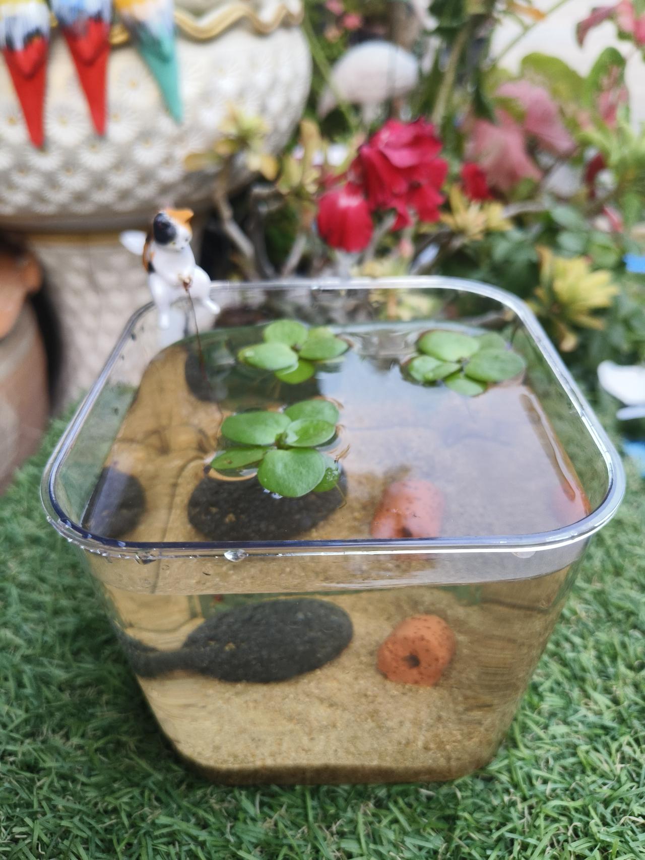 ชุดเลี้ยงปู