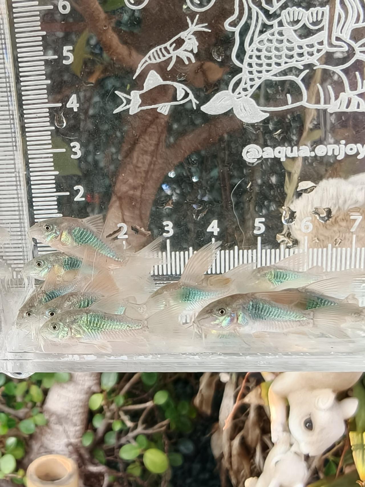 ยกฝูง10ฟรี2