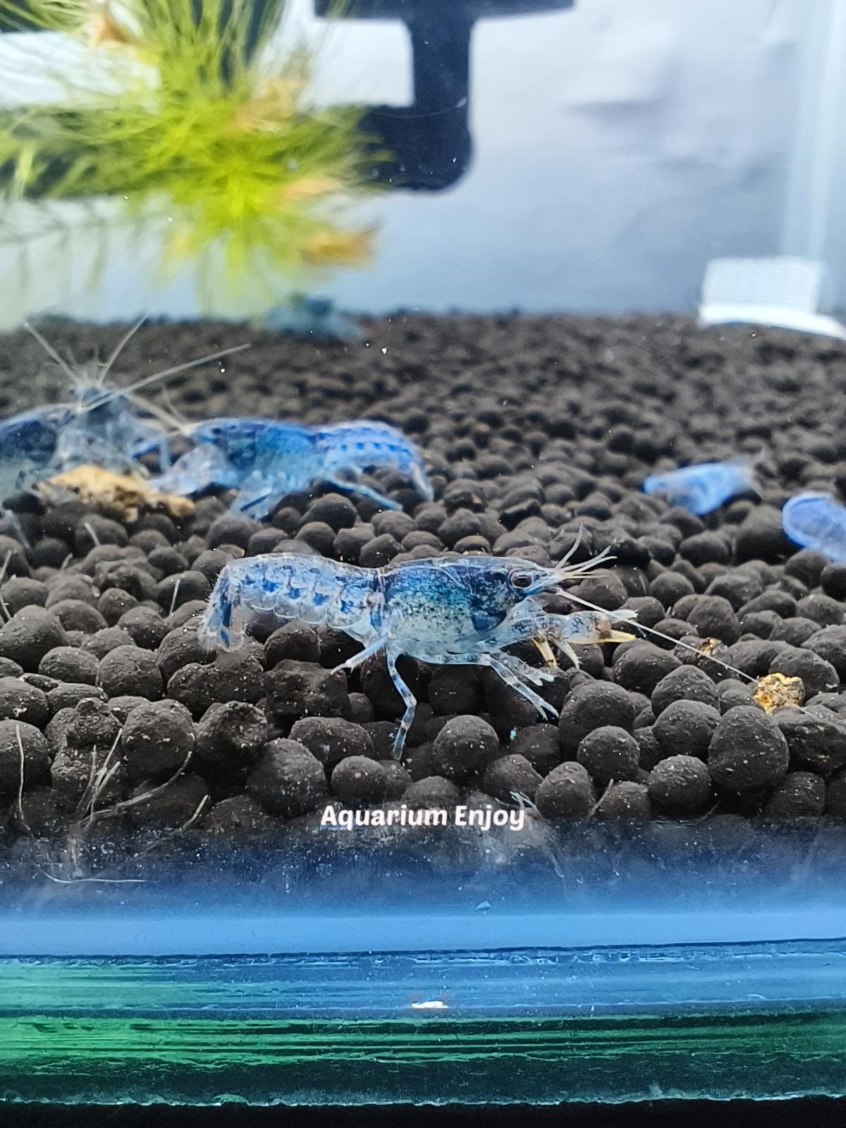 เครแคระไซส์พ่อแม่พันธุ์( 1 คู่ )