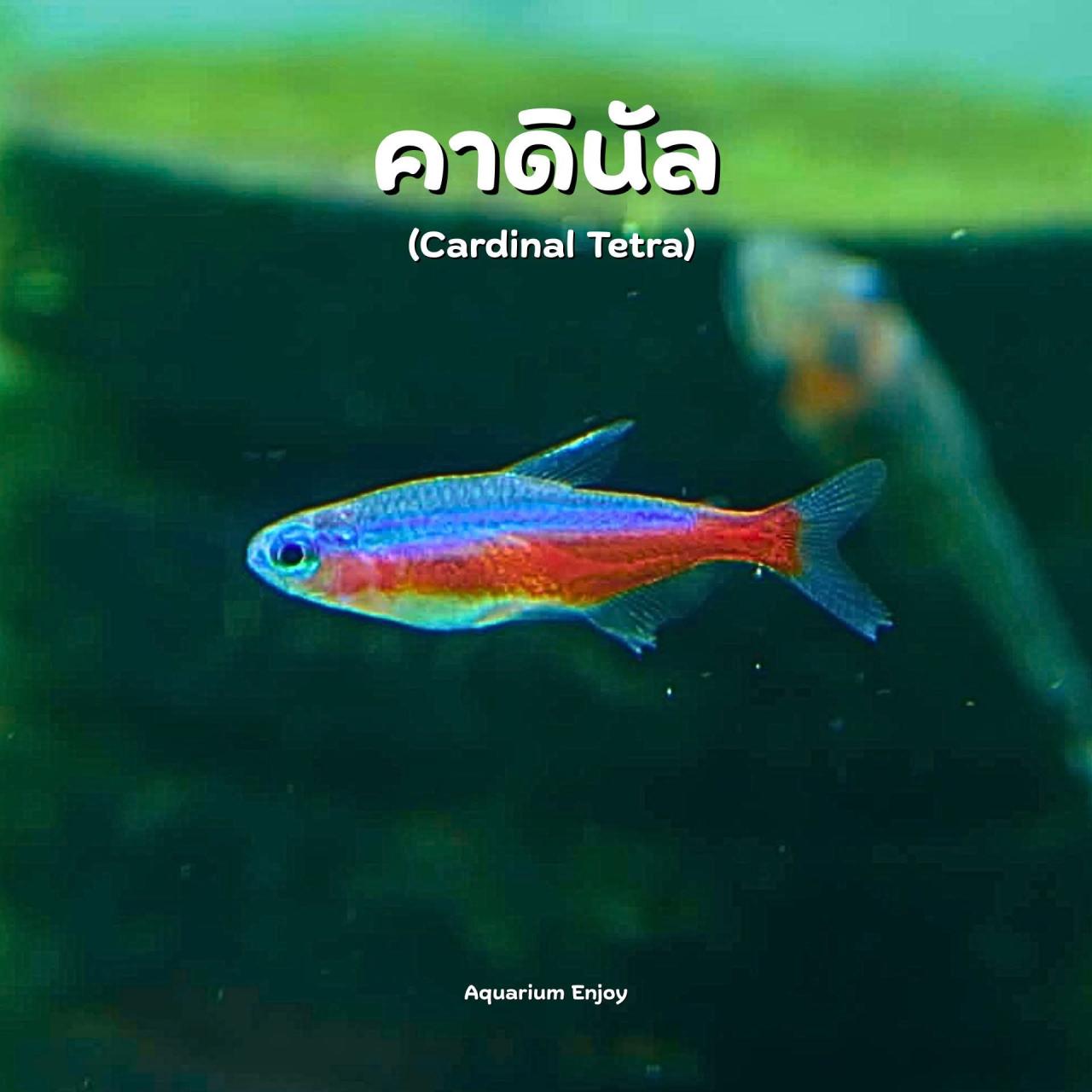 ปลาสวยงามและอื่นๆ