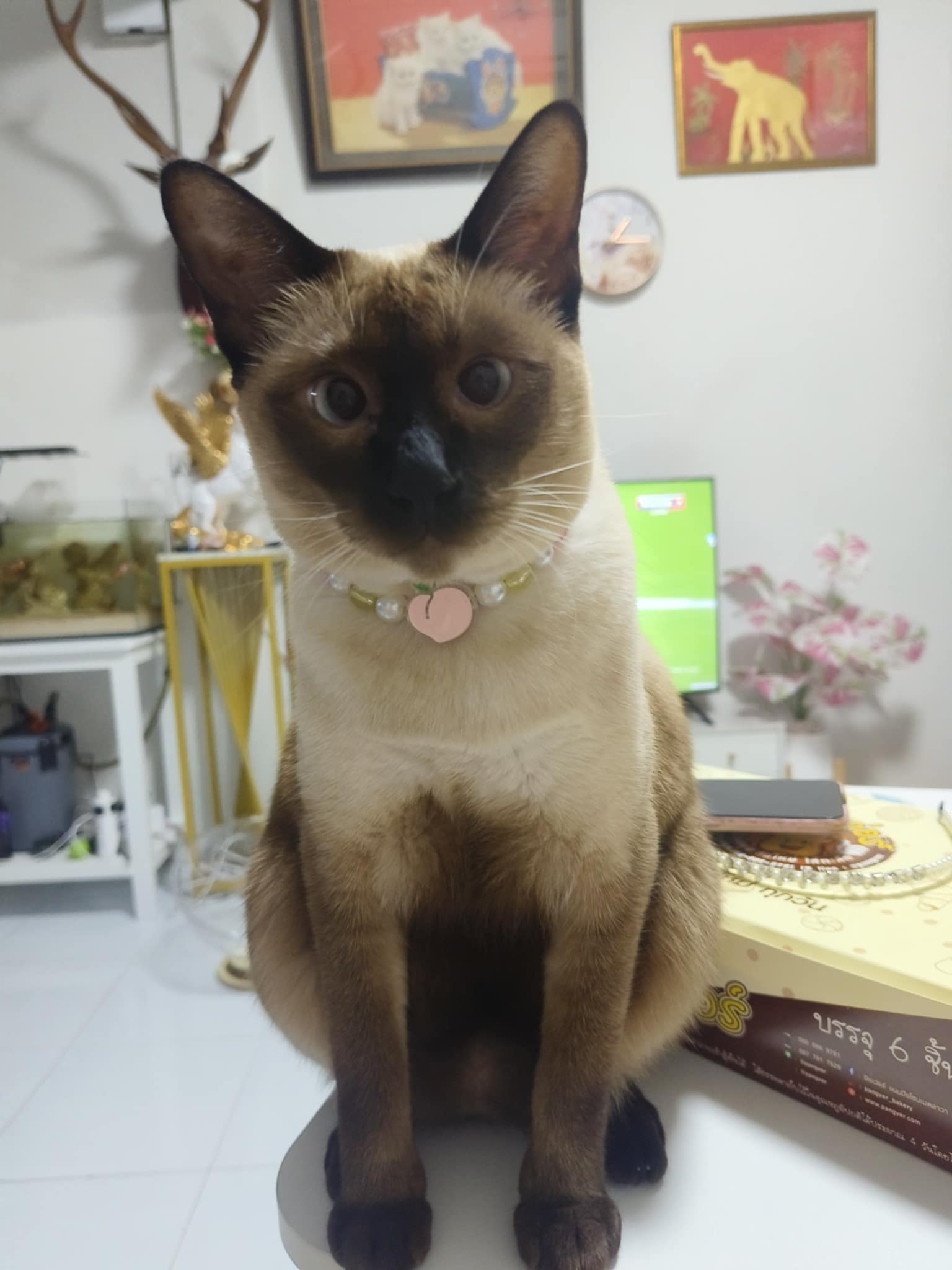 ข้าวเหนียว(ลูกอ้อนแอ้น)