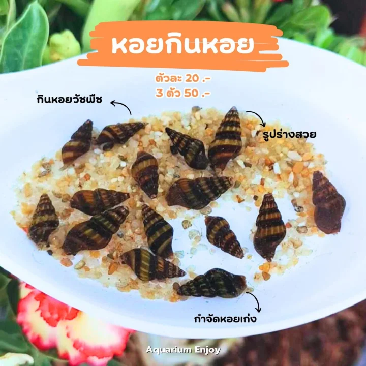1 ตัว