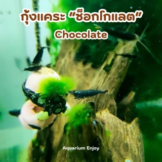 ช็อคโกแลต
