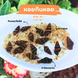 3 ตัว 