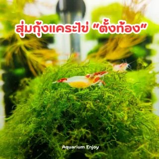 กุ้งแคระ