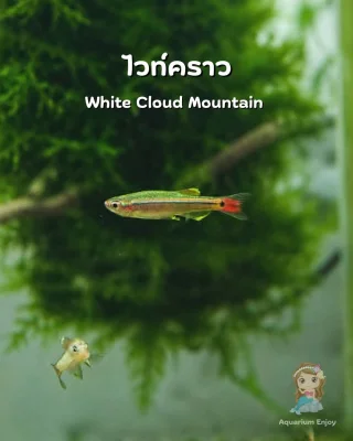 ปลาสวยงามและอื่นๆ