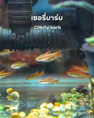 ปลาสวยงามและอื่นๆ