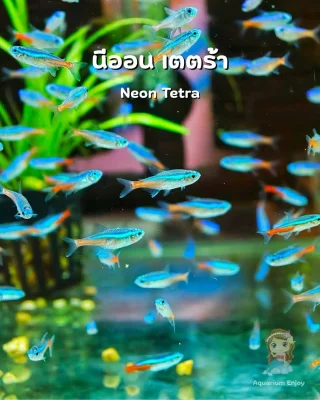 ปลาสวยงามและอื่นๆ
