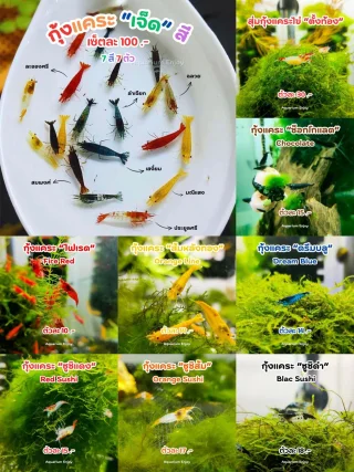 รูปสินค้า
