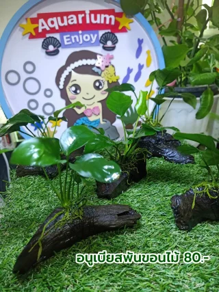 พรรณไม้น้ำ