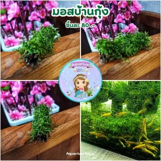 พรรณไม้น้ำ